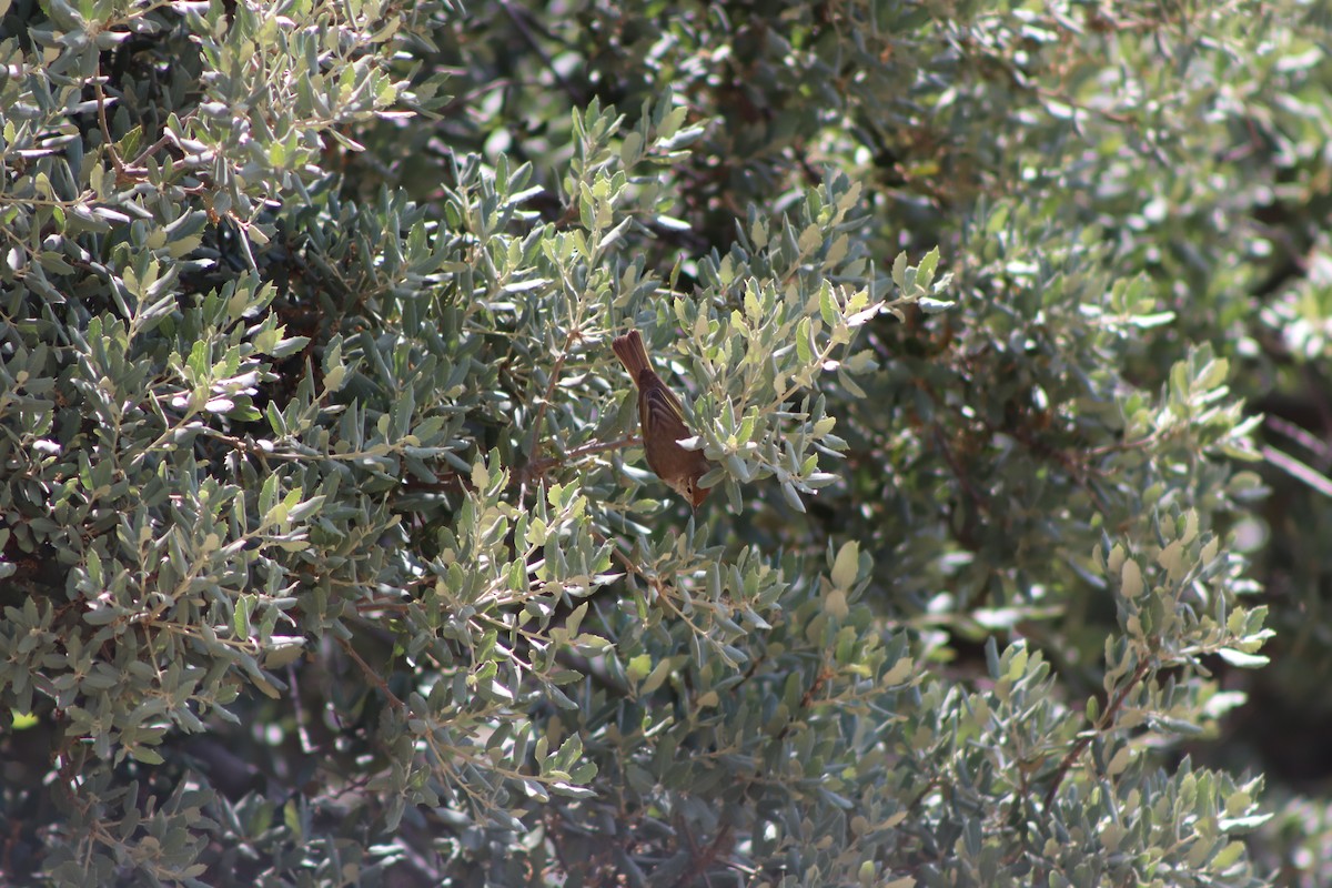 Western Bonelli's Warbler - ML349813471