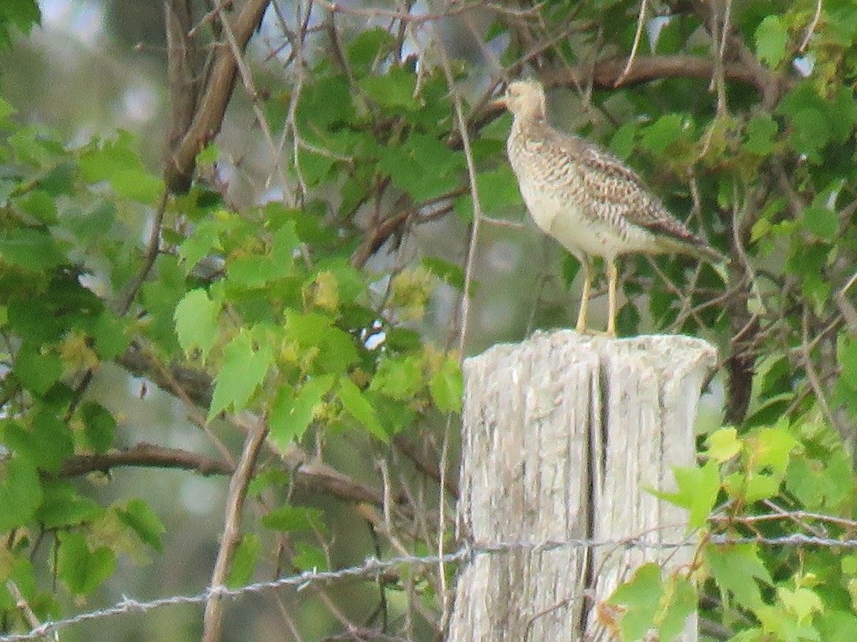 Upland Sandpiper - ML349814731