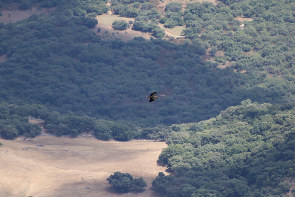 Egyptian Vulture - ML349814851