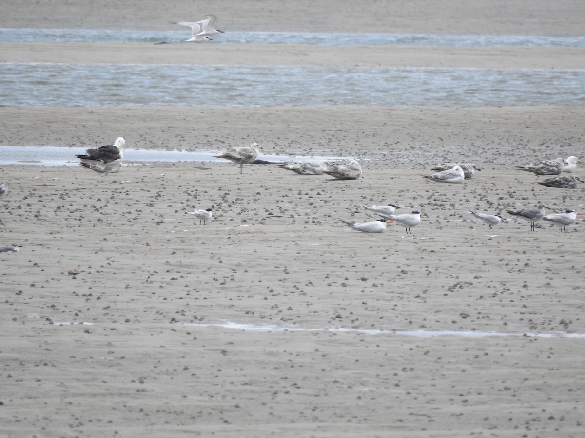 Sandwich Tern - Tommy Goodwin