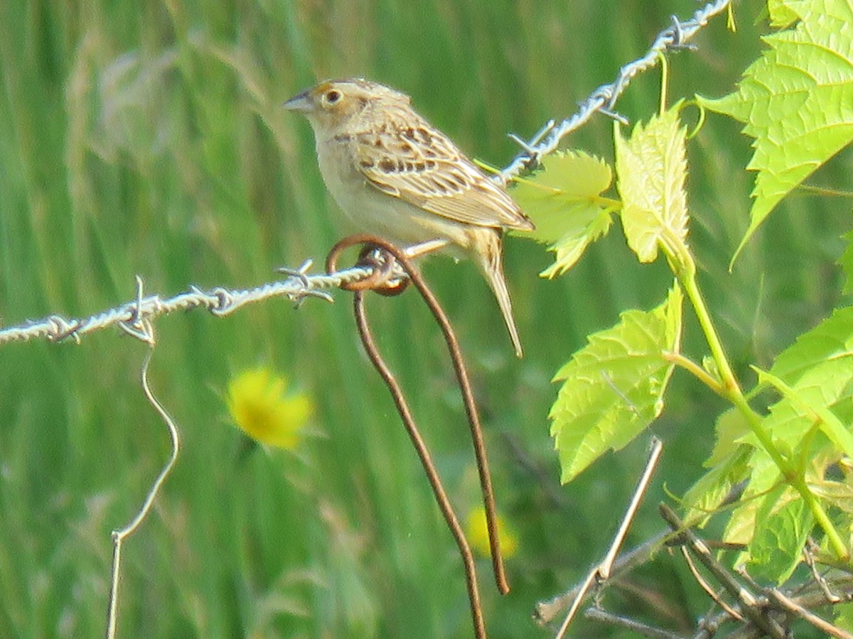 Grasshopper Sparrow - ML349815101