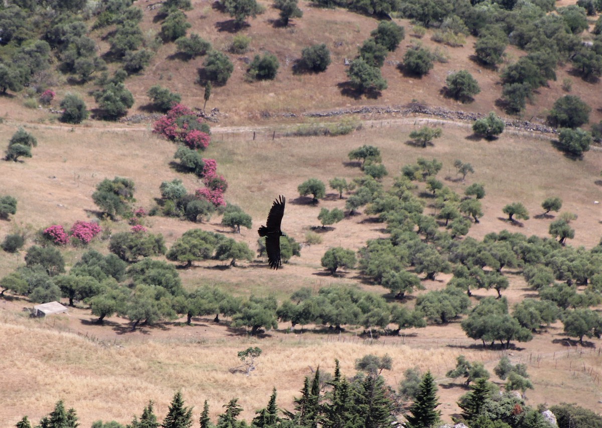 Cinereous Vulture - ML349815201