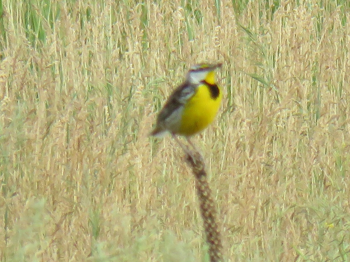 Eastern Meadowlark - ML349815491