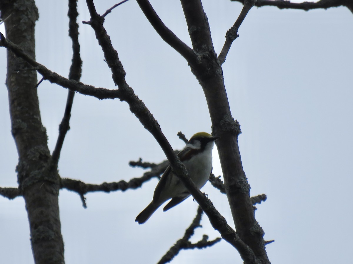 Chestnut-sided Warbler - ML349815661