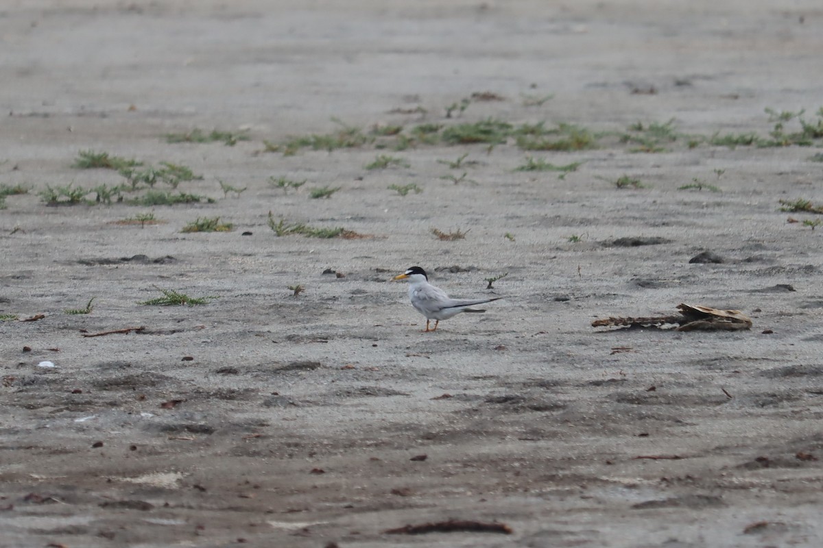 Least Tern - ML349816471