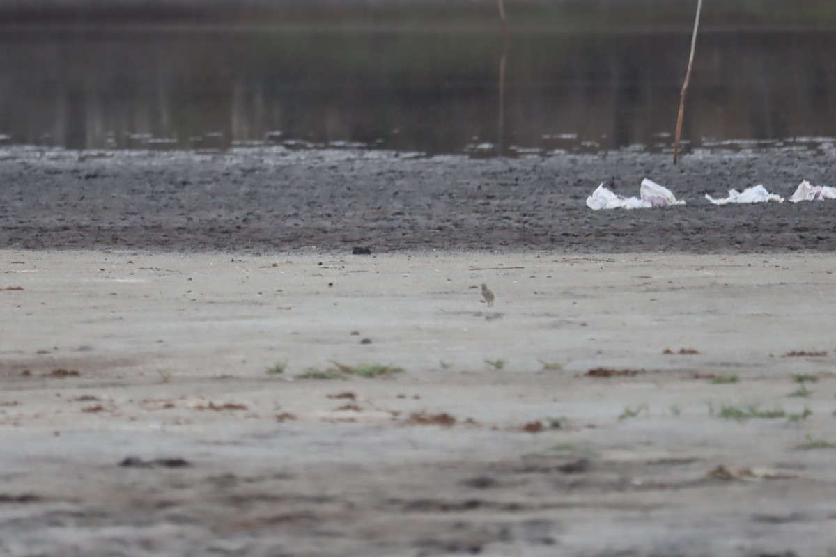 Least Tern - Juan Gonzalez