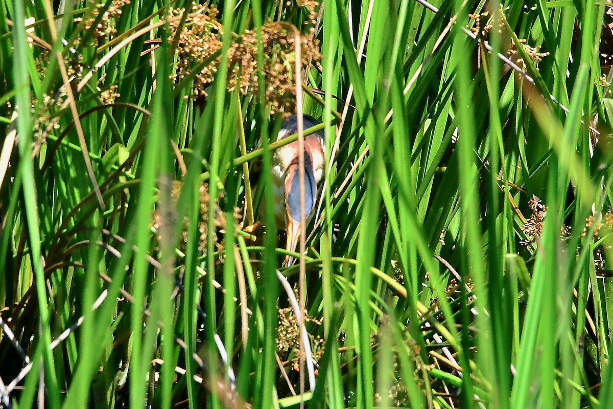 Least Bittern - ML349818421