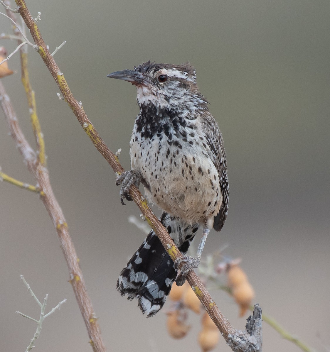 Cactus Wren - ML349819001