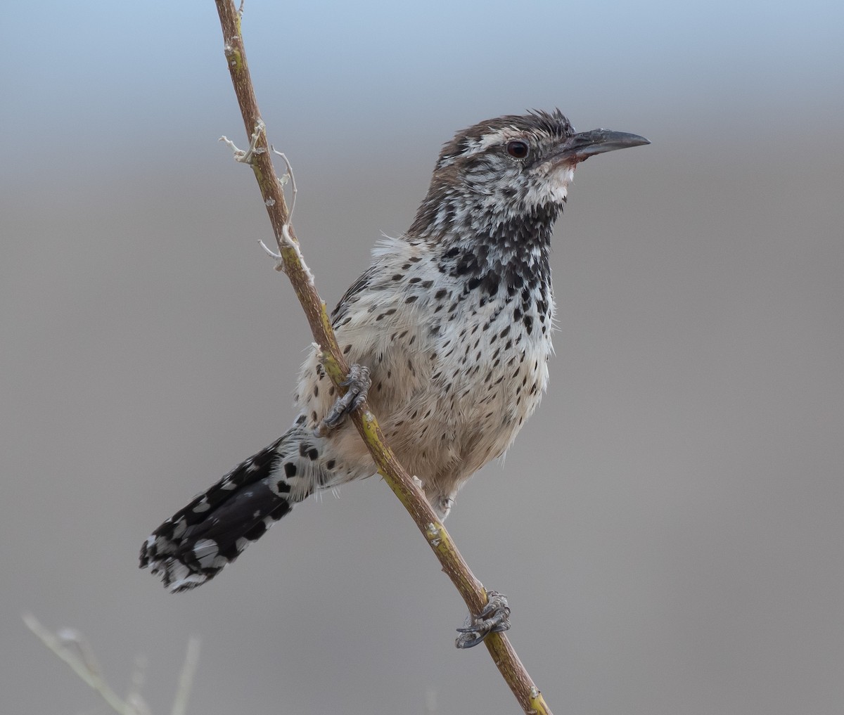 Cactus Wren - ML349819031