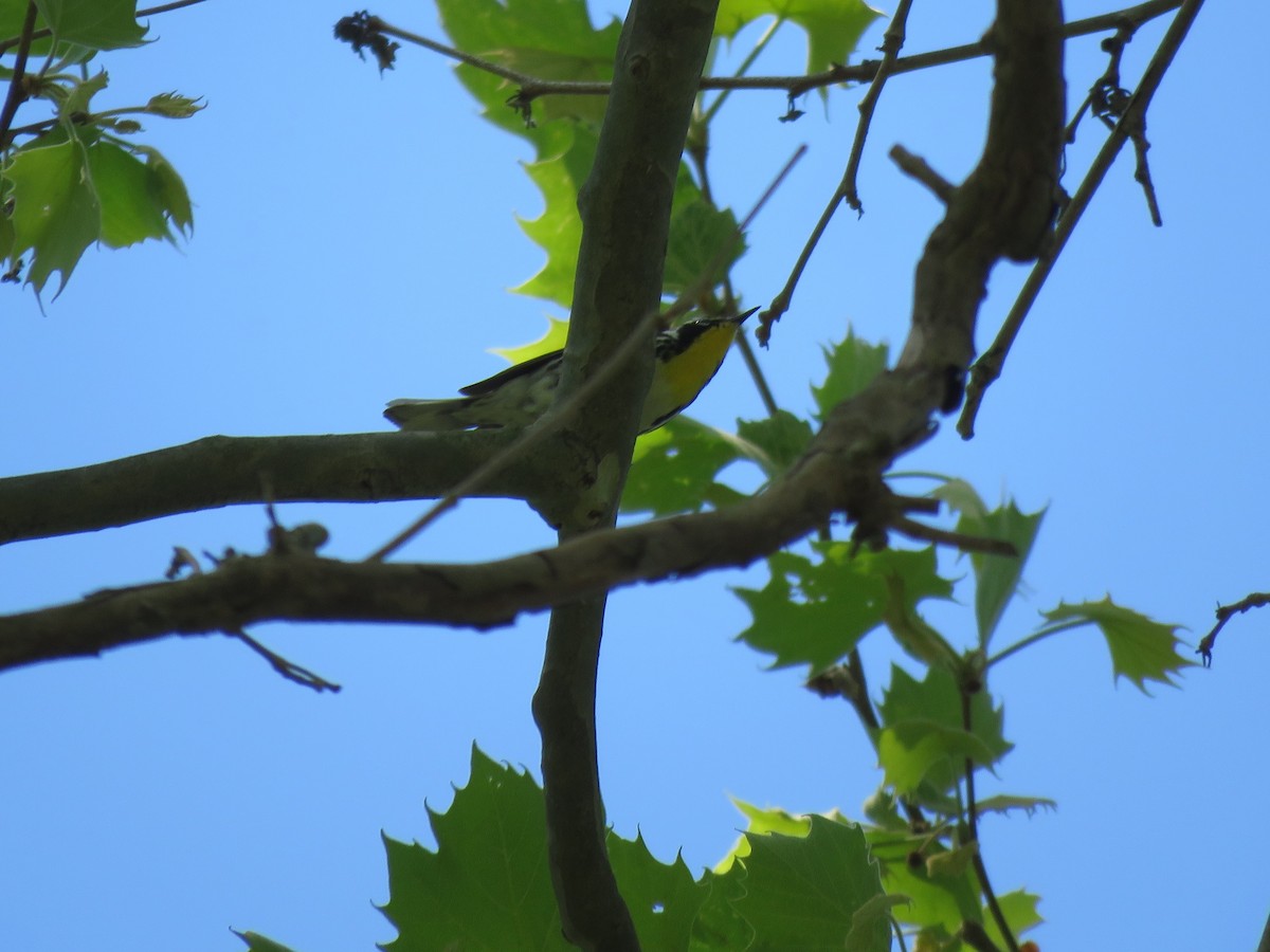 Yellow-throated Warbler - ML349819611