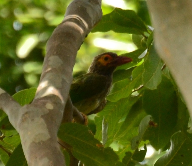 Kahverengi Başlı Barbet - ML34982001