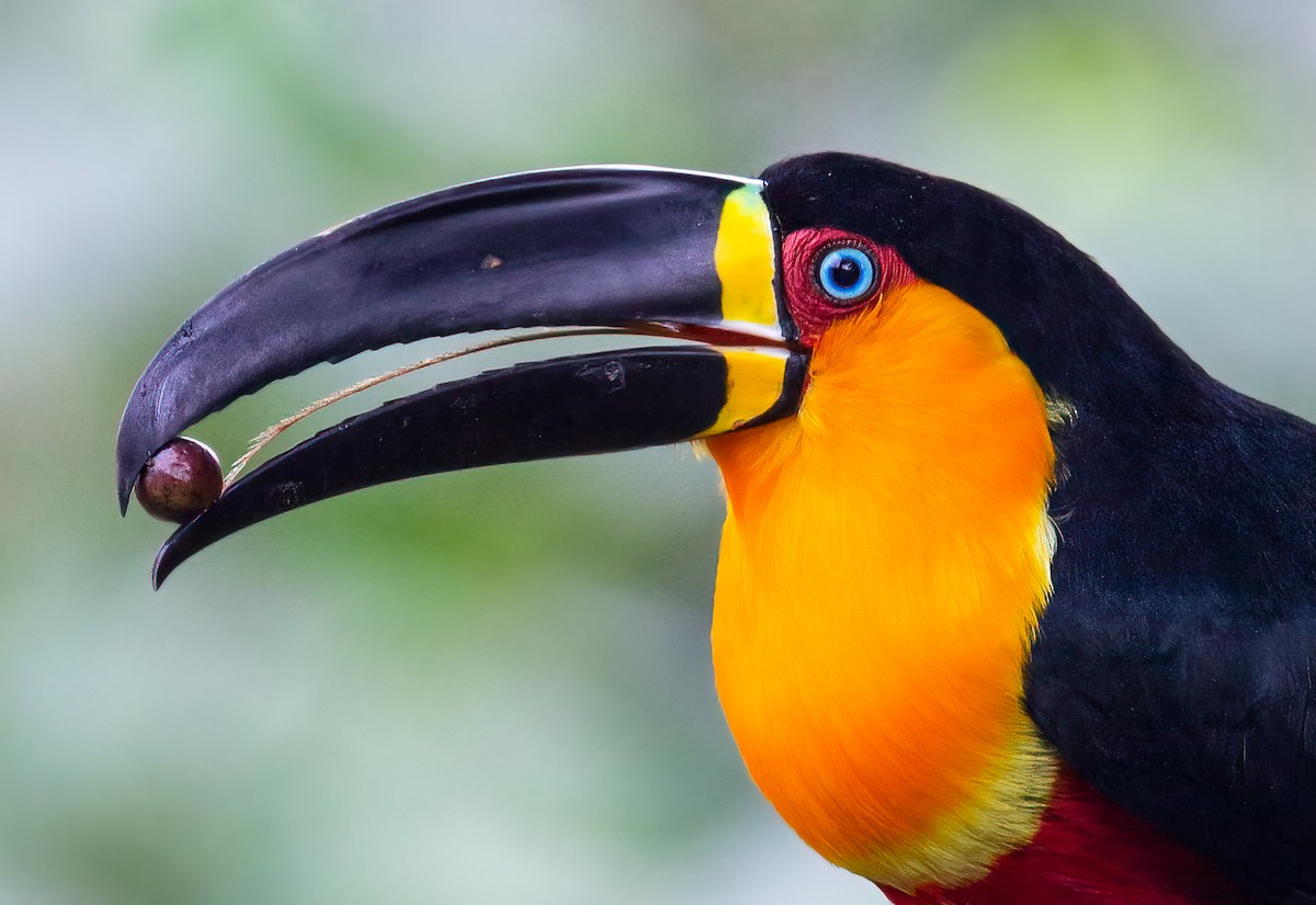 Channel-billed Toucan - Fernando Farias