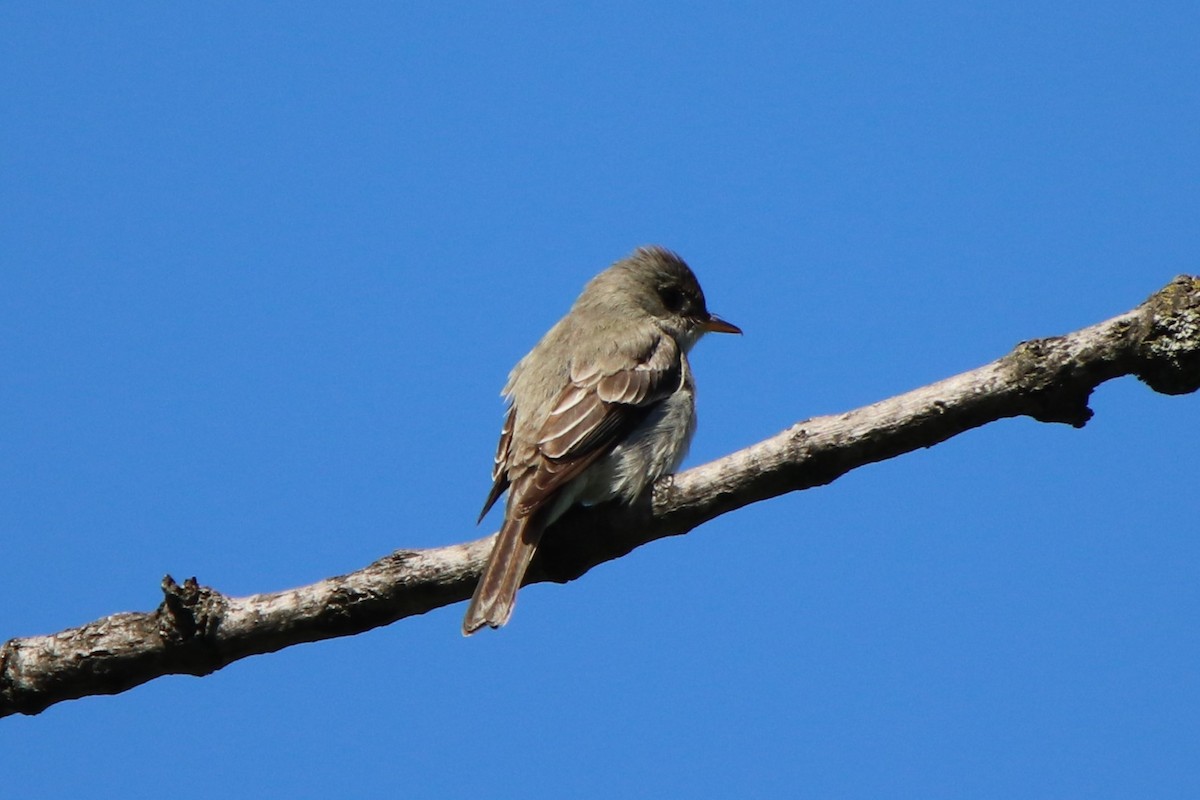 Eastern Wood-Pewee - ML349821721