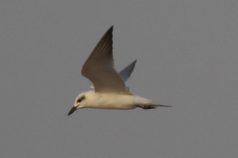 Gull-billed Tern - Tyler Joyner