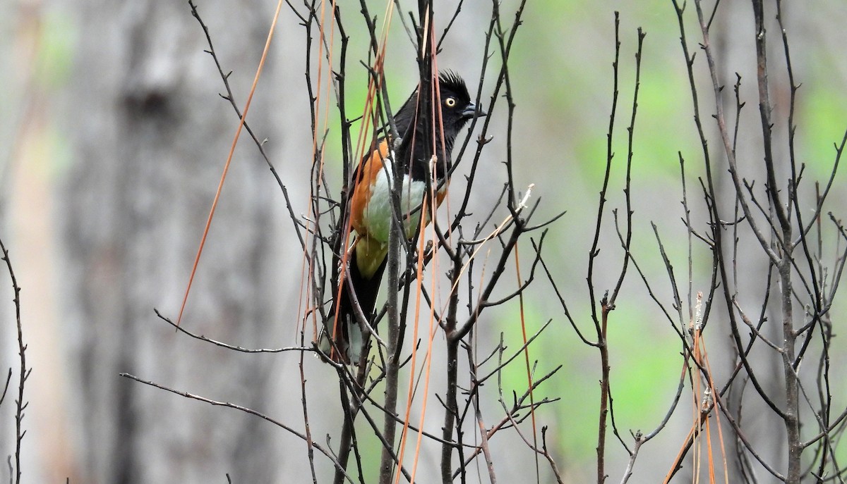 Eastern Towhee (White-eyed) - ML349827701