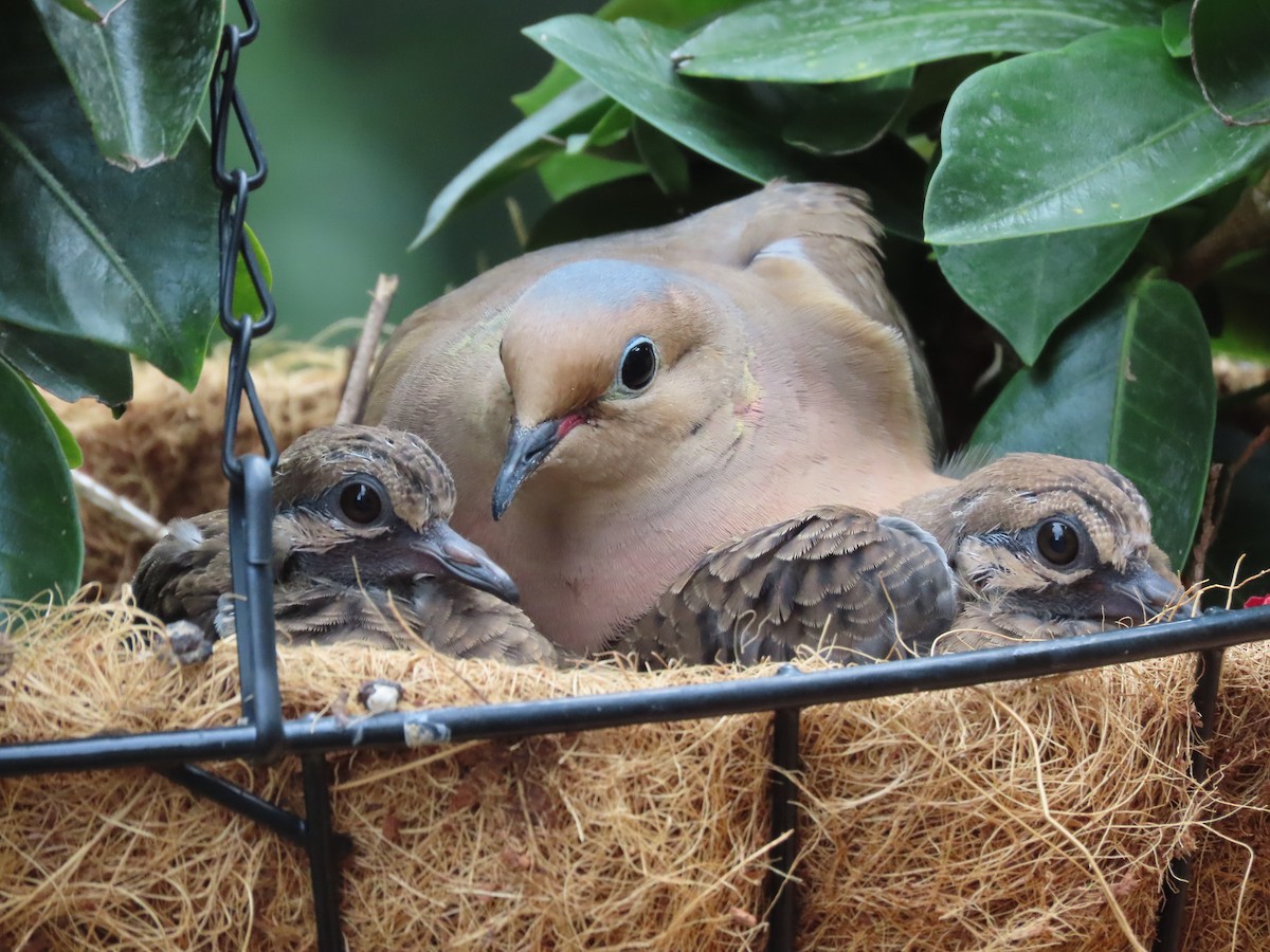 Mourning Dove - John Dennehy