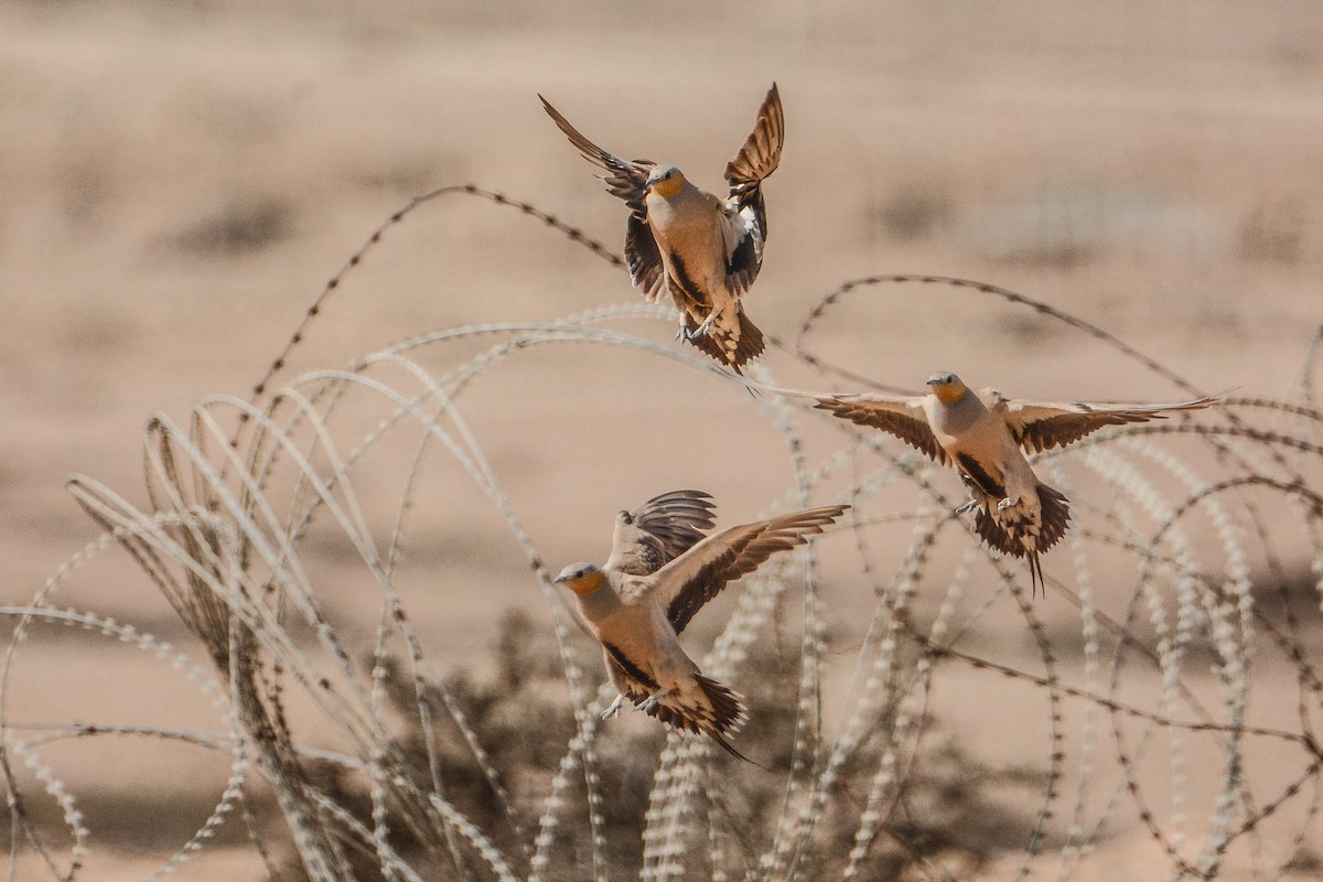 Spotted Sandgrouse - Itamar Donitza