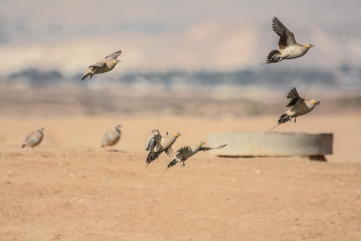 Spotted Sandgrouse - Itamar Donitza