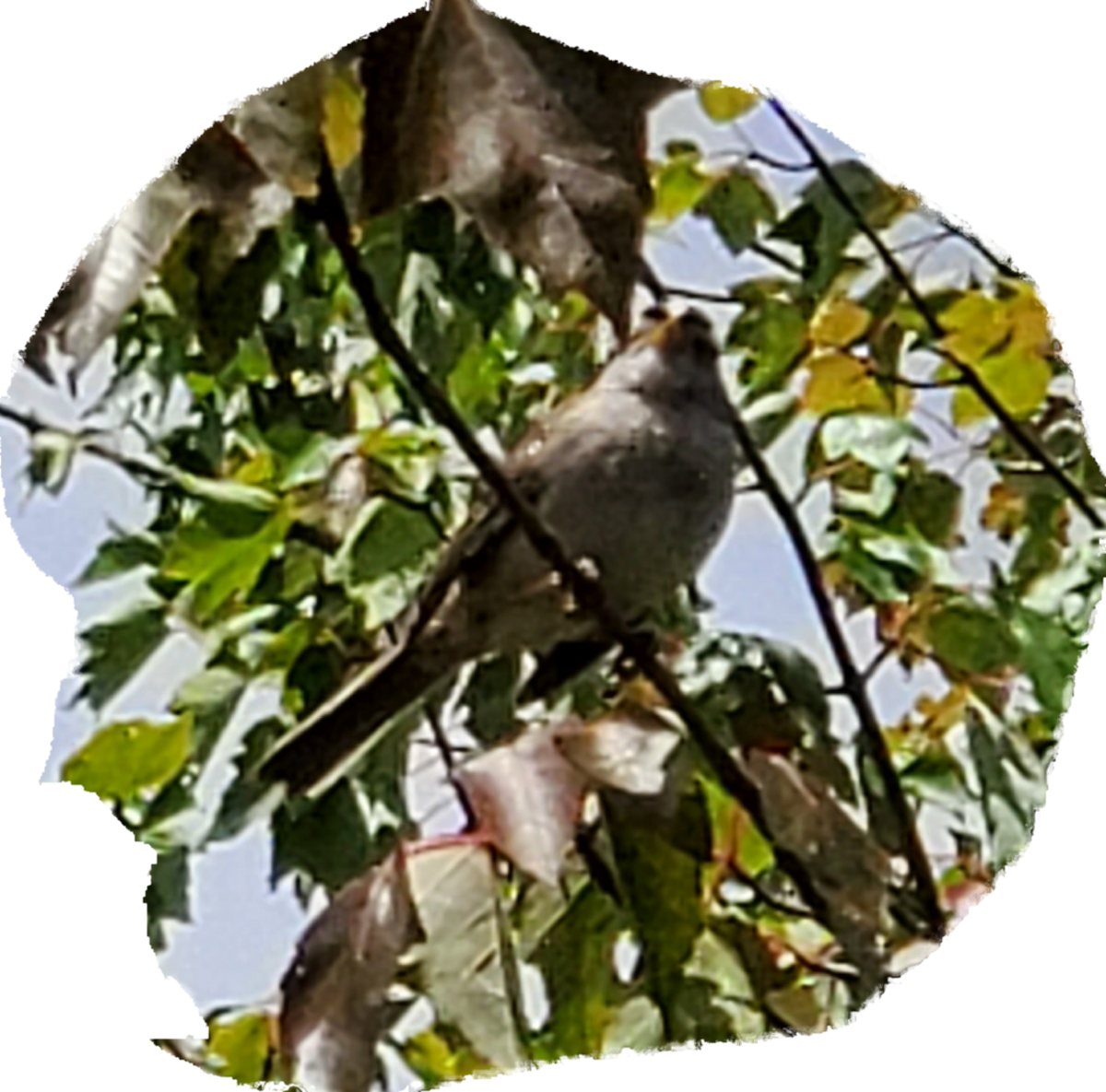 White-crowned Sparrow (pugetensis) - ML349830591