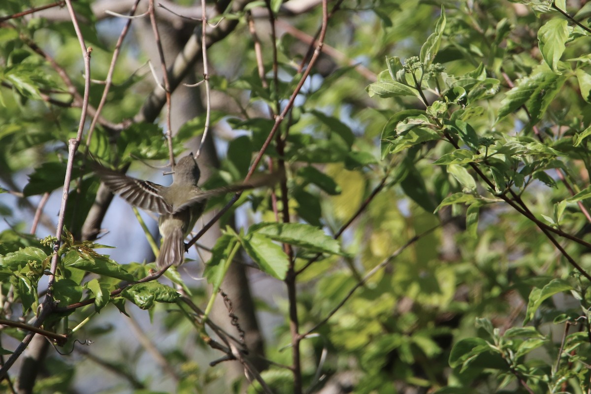 Least Flycatcher - ML349831371