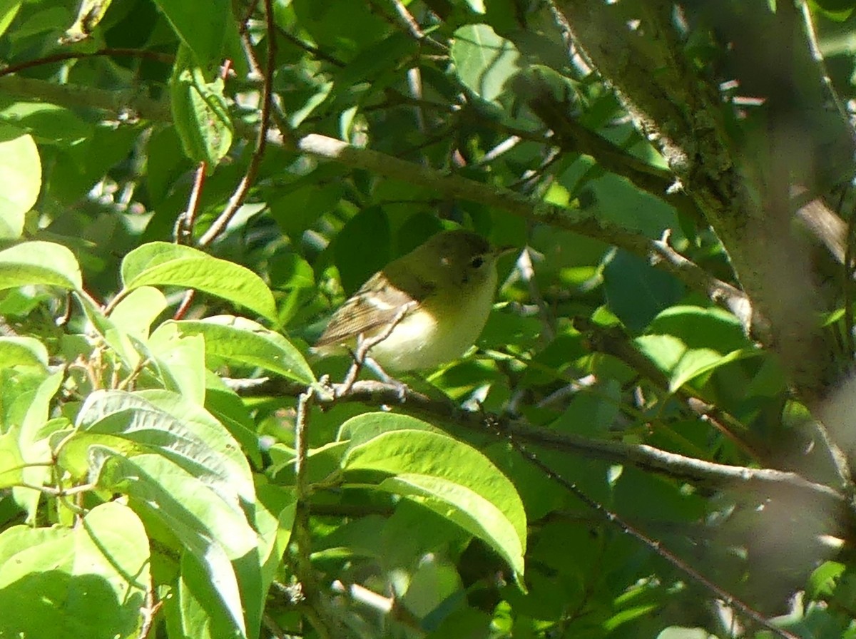 Bell's Vireo - Lisa Swartz