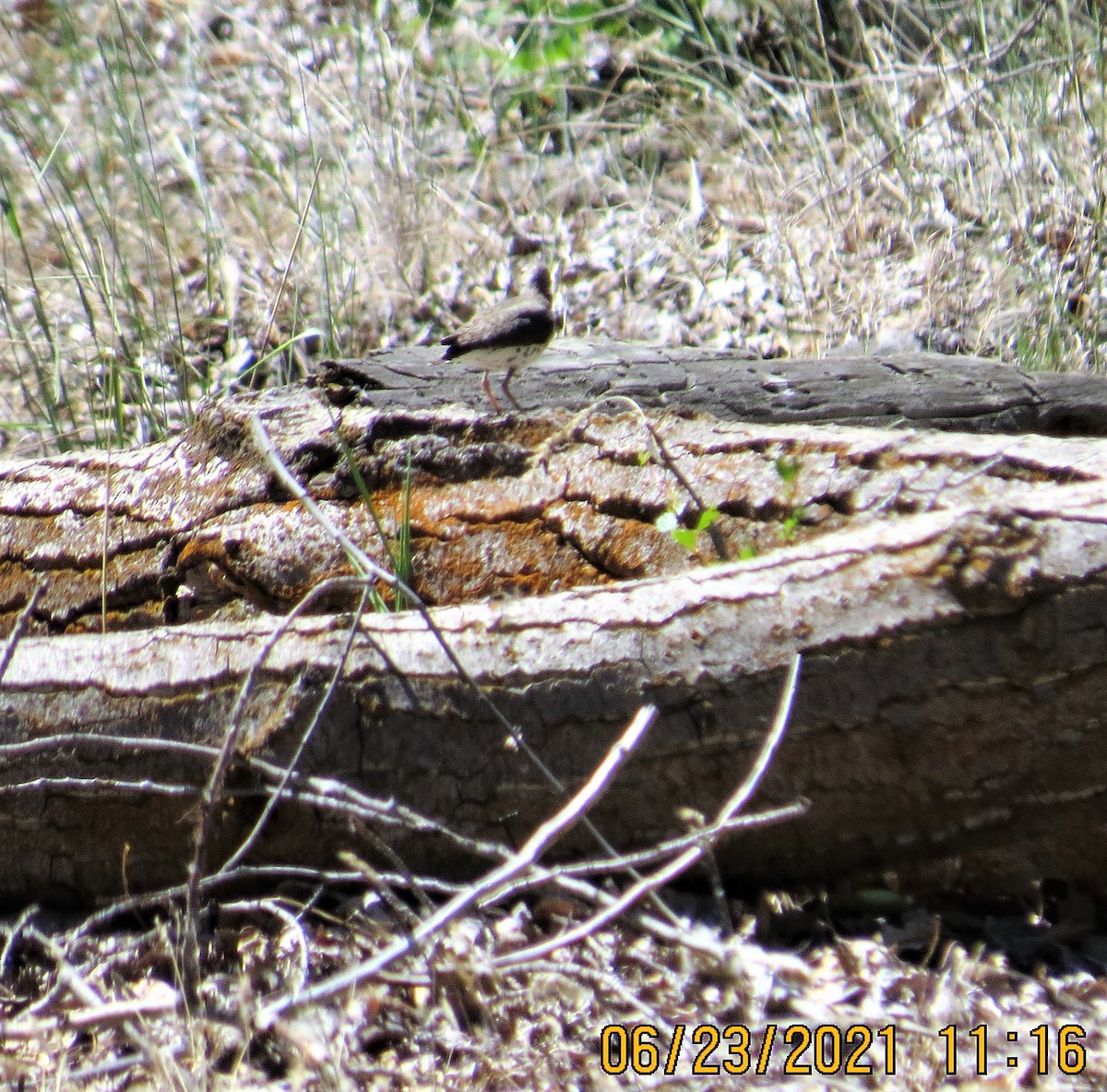 Spotted Sandpiper - ML349834951