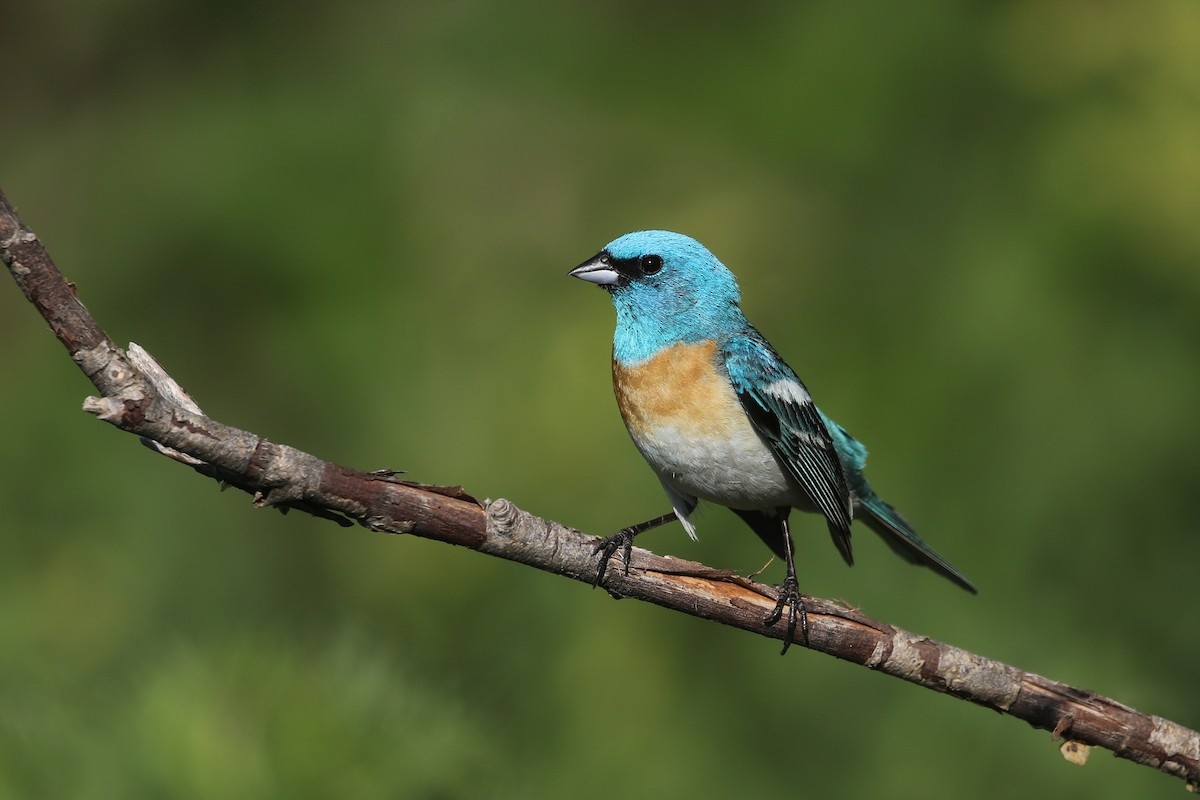 Lazuli Bunting - ML349835181