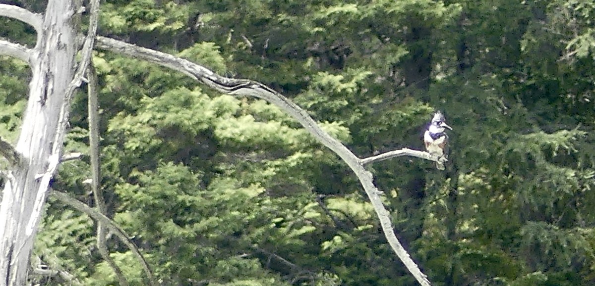 Belted Kingfisher - ML349839701