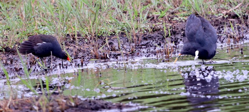 Eurasian Coot - ML349840341