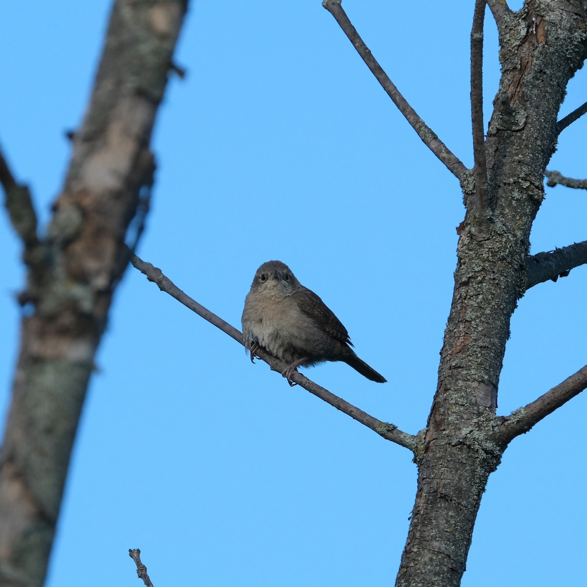 House Wren - ML349840381