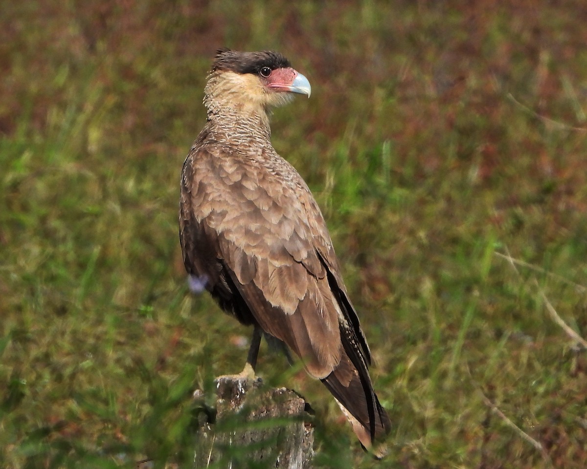 Crested Caracara (Southern) - ML349844971