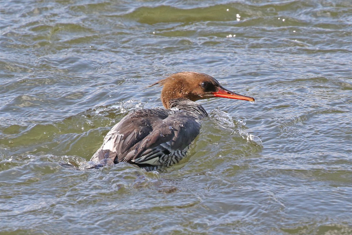 Scaly-sided Merganser - ML349845331