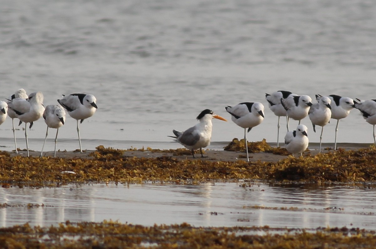 Lesser Crested Tern - ML34984741