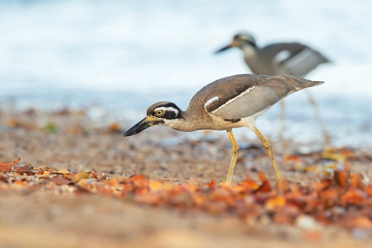 Beach Thick-knee - David Irving