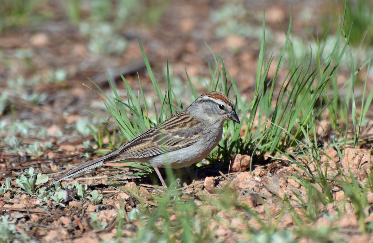 Chipping Sparrow - ML349847661
