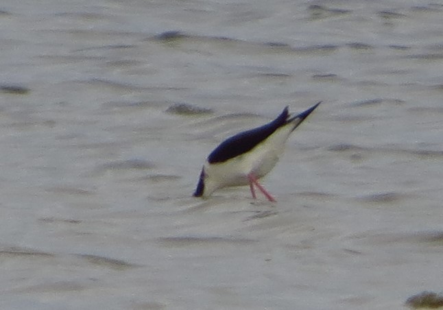 Black-necked Stilt - ML349848431