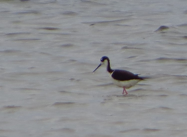 Black-necked Stilt - ML349848441