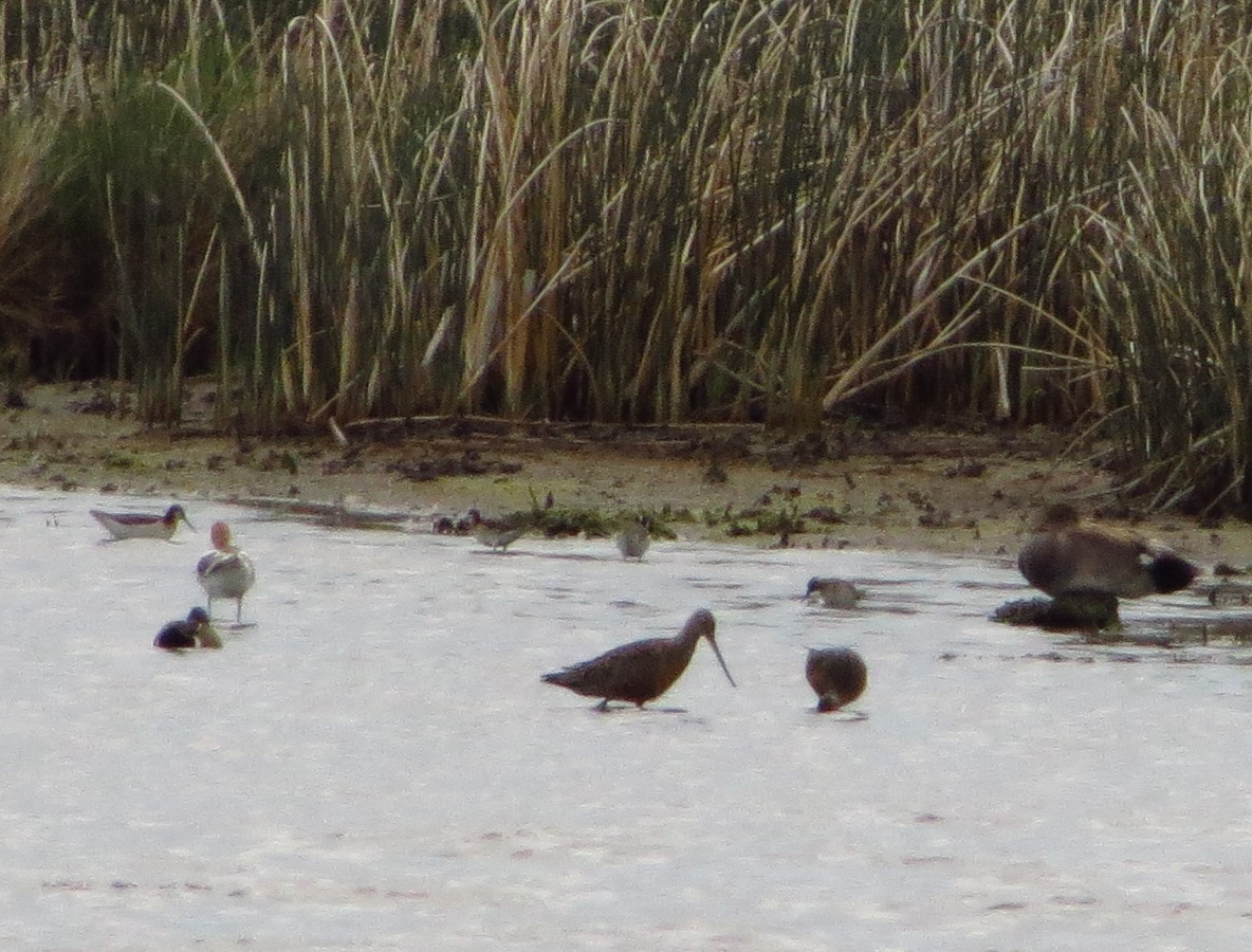 Hudsonian Godwit - ML349848461