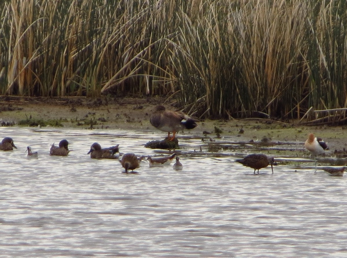 Hudsonian Godwit - ML349848471