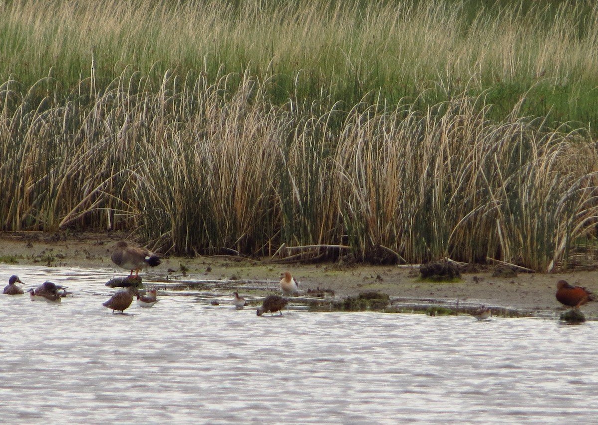 Hudsonian Godwit - Ryan Dudragne