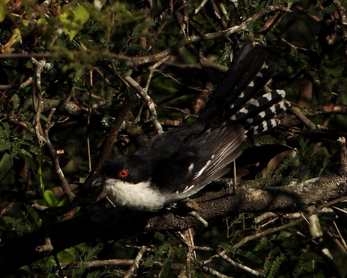 Great Antshrike - ML349848931