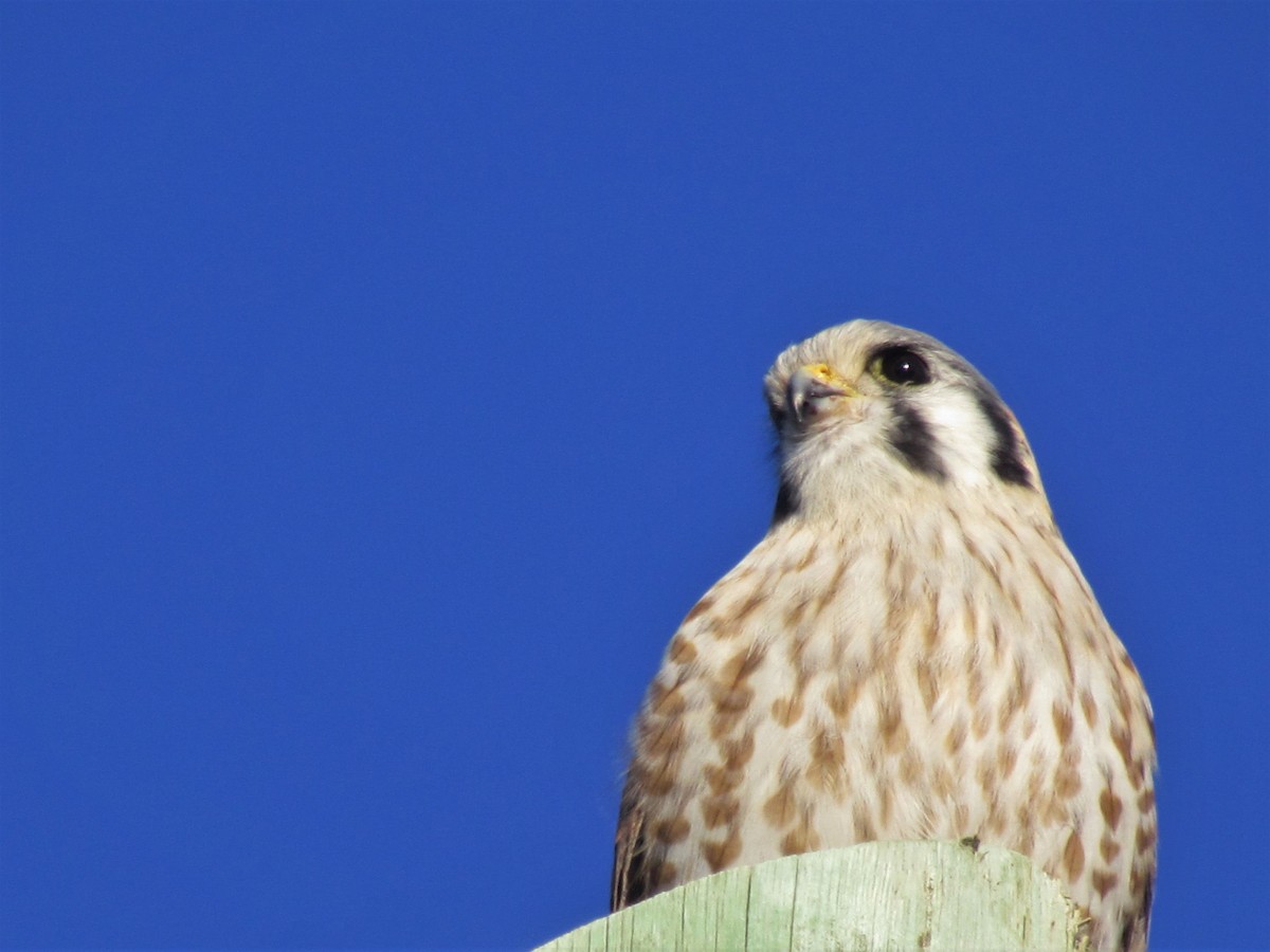 American Kestrel - ML349850601