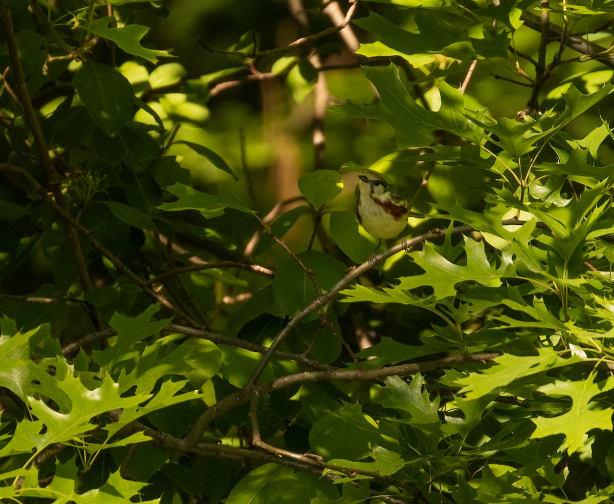 Chestnut-sided Warbler - ML349850741