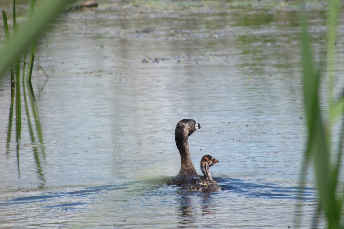 Pied-billed Grebe - ML349851051