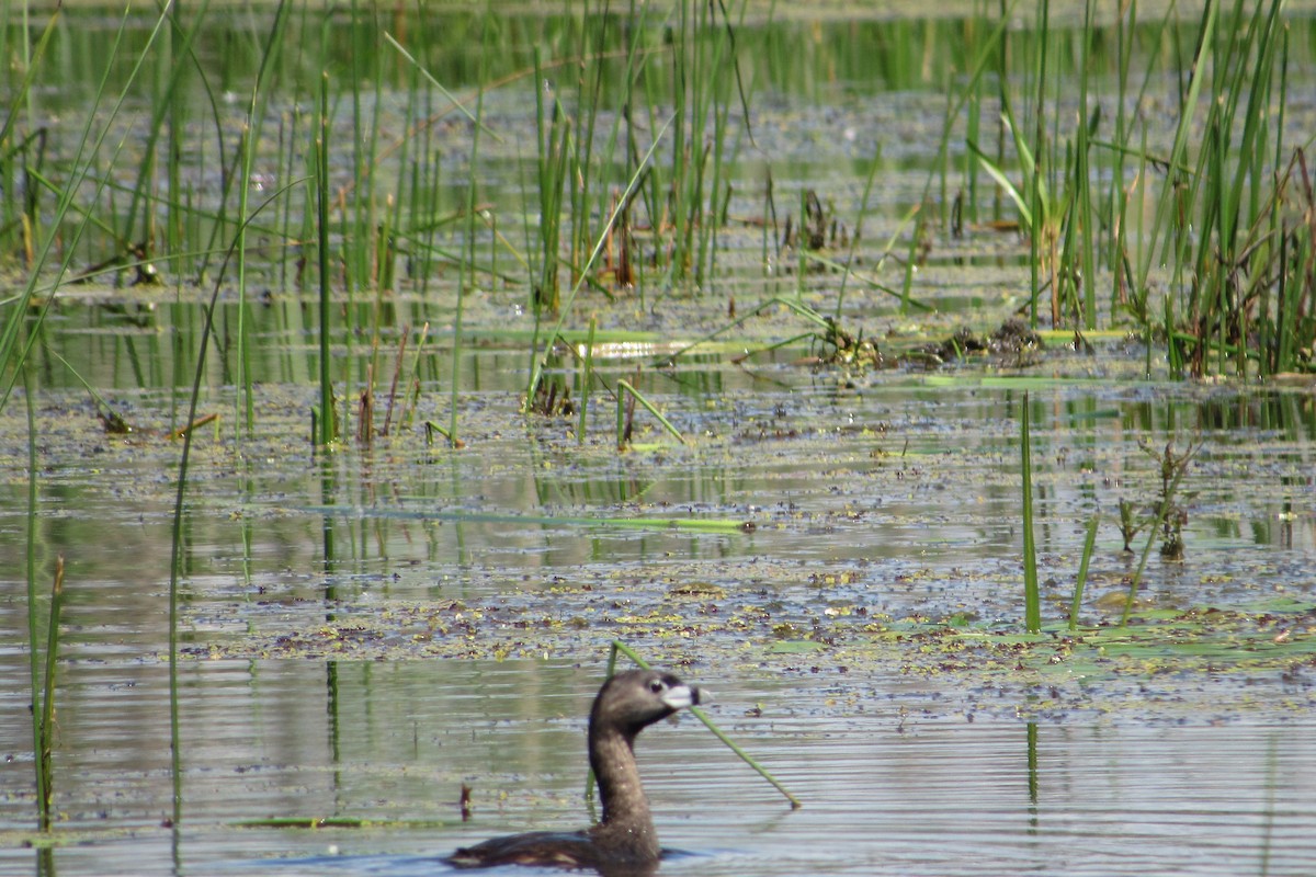 Pied-billed Grebe - ML349851141