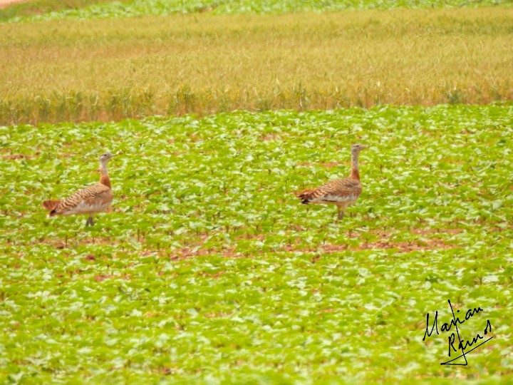 Great Bustard - Marian  Ramos Moreno