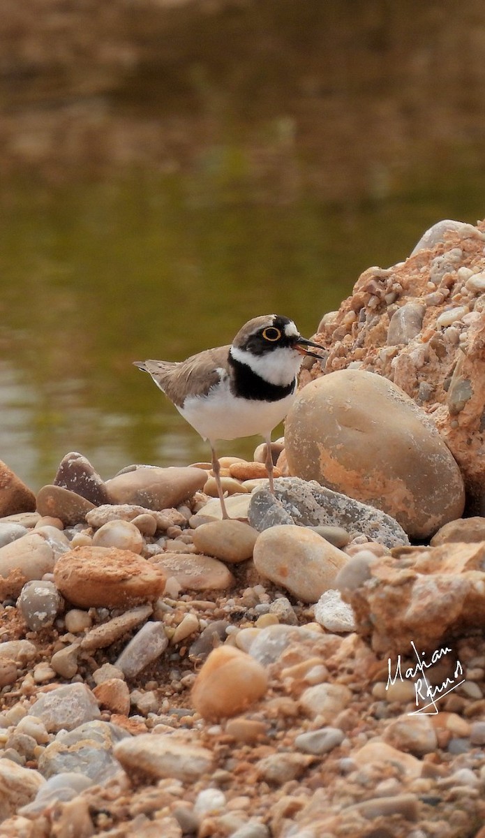 Little Ringed Plover - ML349852501