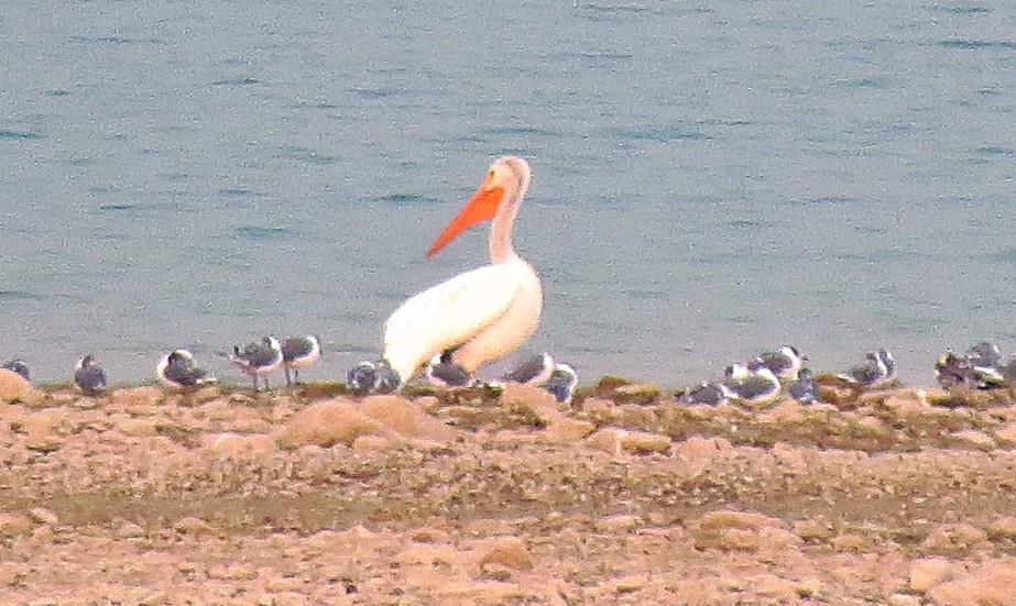 American White Pelican - ML349852871