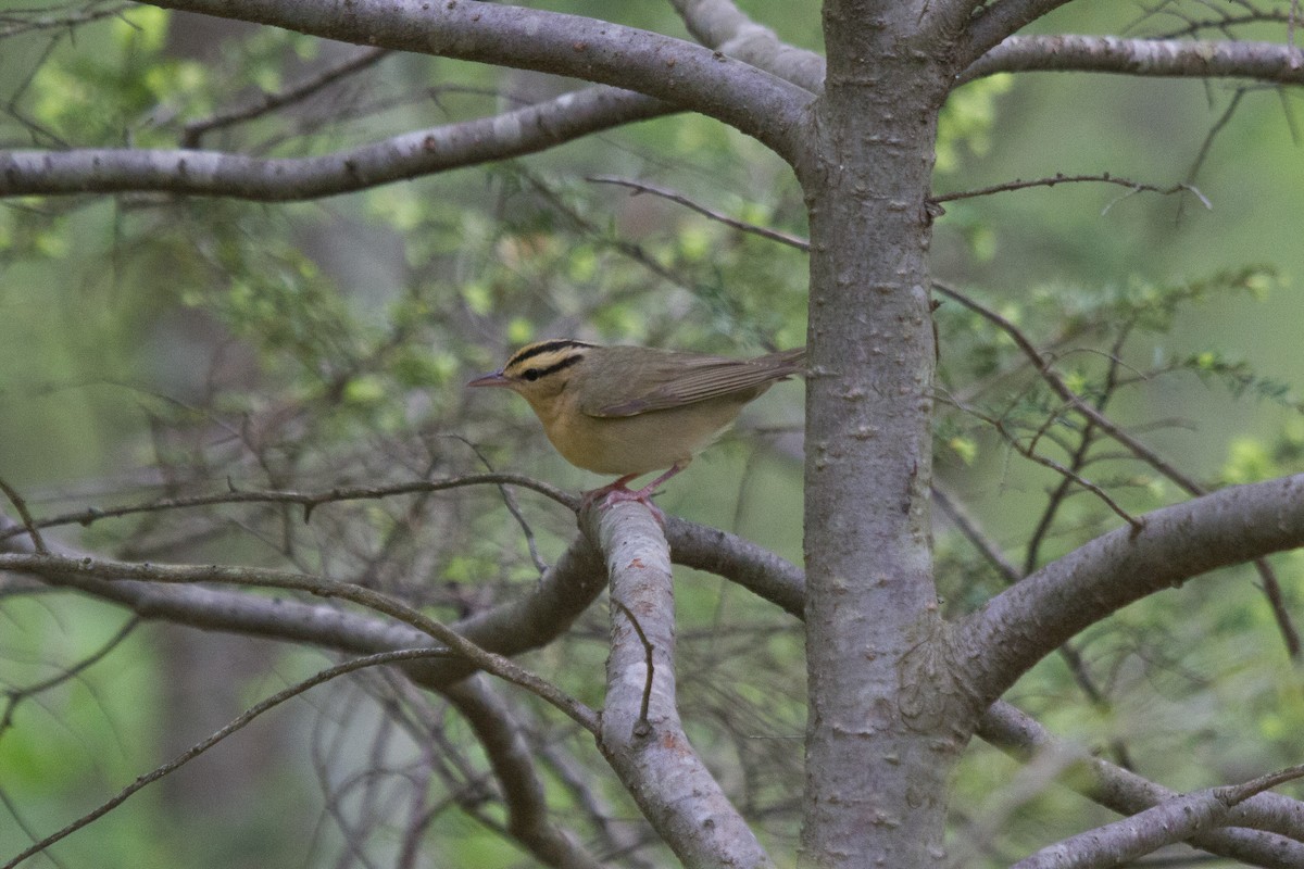 Worm-eating Warbler - Griffin O'Sullivan