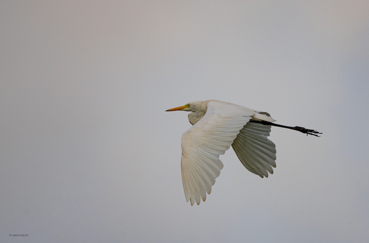 Great Egret - ML349853721